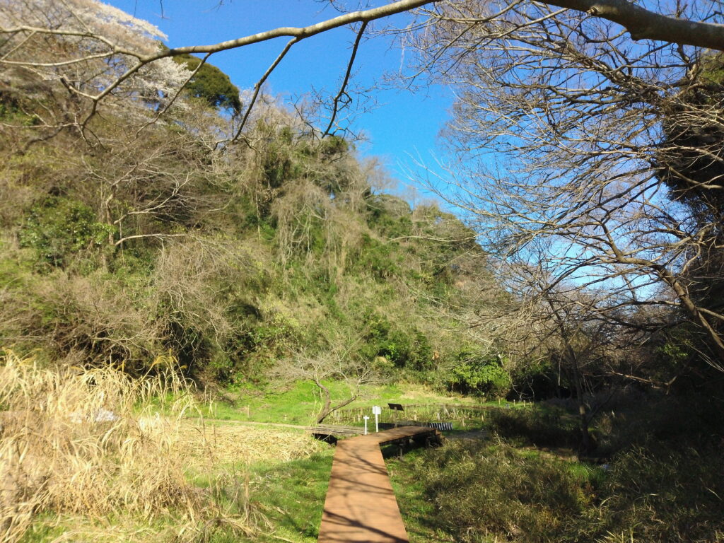 鎌倉広町緑地　木道